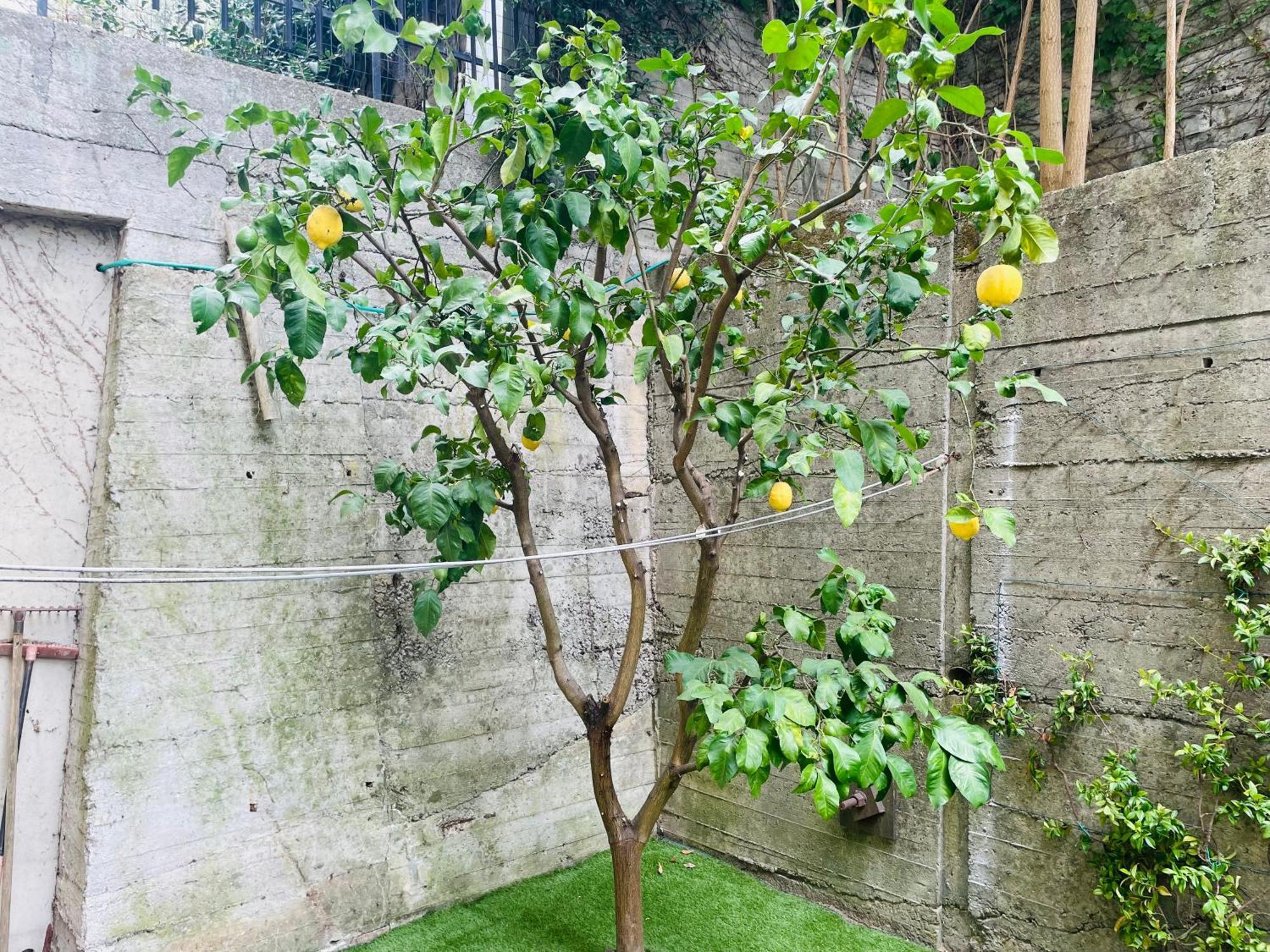ג'נובה Lemon Tree Resort - Freeparking - Garden מראה חיצוני תמונה